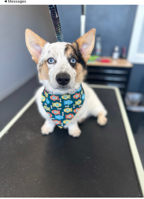 Baxter